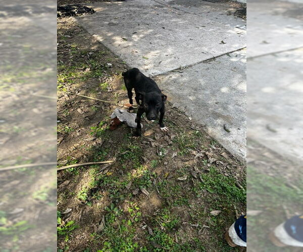 Medium Photo #1 American Pit Bull Terrier Puppy For Sale in Louisville, KY, USA