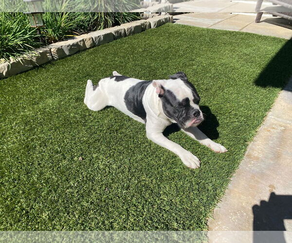 Medium Photo #2 Bulldog Puppy For Sale in Costa Mesa , CA, USA