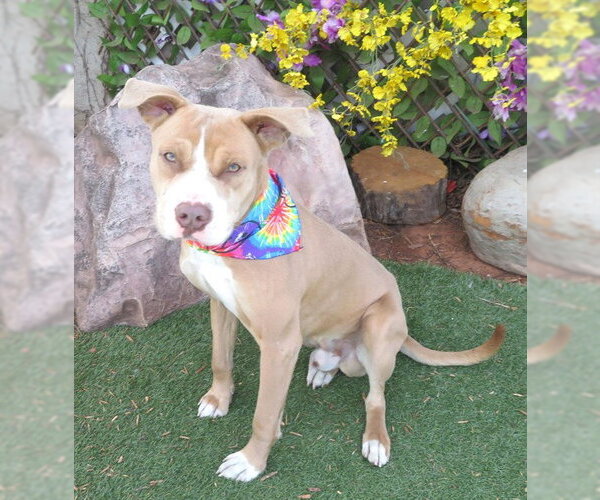 Medium Photo #1 Mutt Puppy For Sale in Oklahoma City, OK, USA