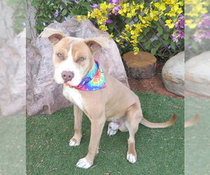 Mutt Dogs for adoption in Oklahoma City, OK, USA