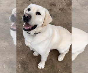 Father of the Labrador Retriever puppies born on 04/28/2026