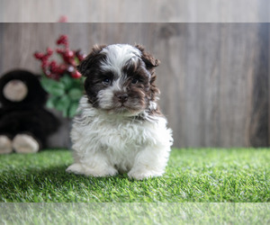 Havanese Litter for sale in BALTIC, OH, USA