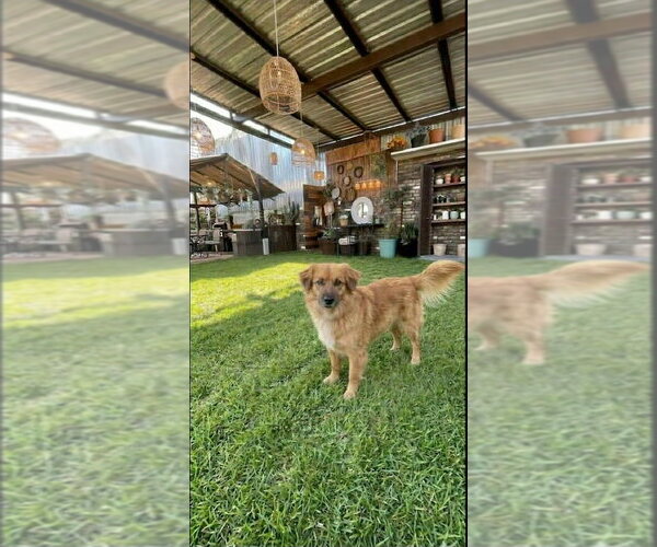 Medium Photo #2 Collie-Unknown Mix Puppy For Sale in Escondido, CA, USA