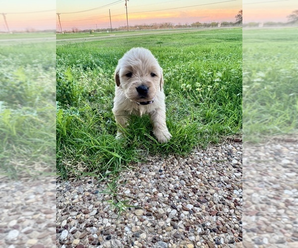 Medium Photo #1 Golden Retriever Puppy For Sale in CHINA SPRING, TX, USA