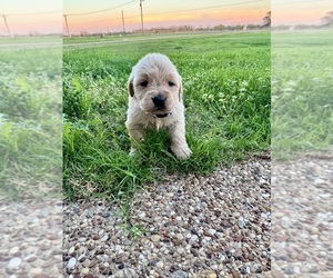 Medium Golden Retriever