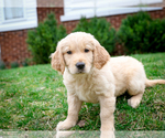 Small Photo #6 Golden Retriever Puppy For Sale in GRAND RAPIDS, MI, USA