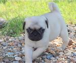 Small Photo #16 Pug Puppy For Sale in WINNSBORO, TX, USA