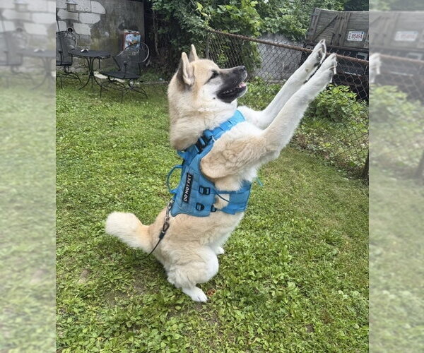 Medium Photo #3 Akita-Unknown Mix Puppy For Sale in FRAMINGHAM, MA, USA