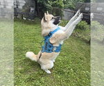 Small #2 Akita Mix