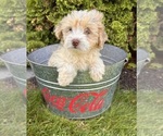 Small #2 Poo-Ton