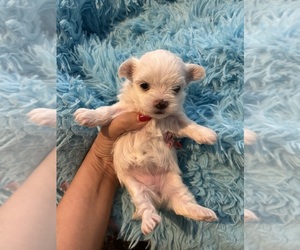 Maltese Puppy for sale in PUYALLUP, WA, USA