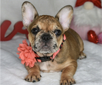Small Photo #1 French Bulldog Puppy For Sale in BYRON CENTER, MI, USA