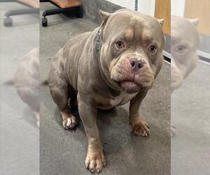 American Bulldog Dogs for adoption in Forestville, MD, USA