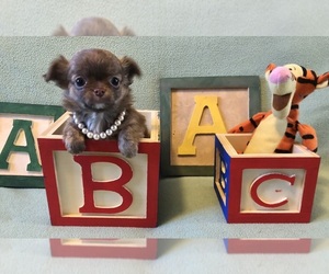 Chihuahua Puppy for sale in NEWVILLE, PA, USA