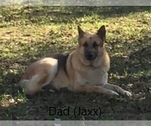 Father of the Bloodhound-German Shepherd Dog Mix puppies born on 06/20/2022