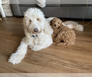 Mother of the Goldendoodle puppies born on 07/15/2021