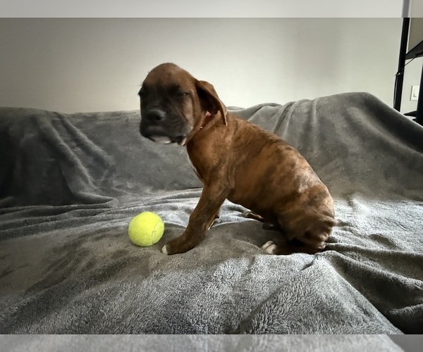 Medium Photo #43 Boxer Puppy For Sale in WEST COLUMBIA, SC, USA