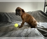 Small Photo #43 Boxer Puppy For Sale in WEST COLUMBIA, SC, USA