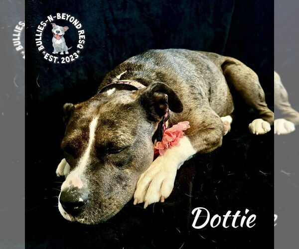 Medium Photo #3 American Pit Bull Terrier-Bulldog Mix Puppy For Sale in Omaha, NE, USA