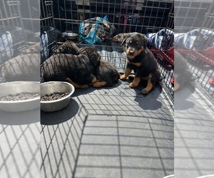 Rottweiler Puppy for sale in COLUMBIA, TN, USA