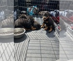 Small Rottweiler