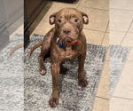 Small #20 American Staffordshire Terrier