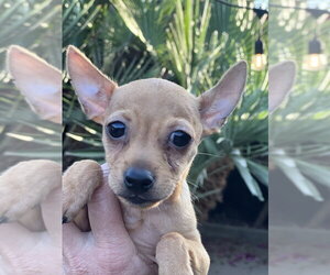 Chihuahua-Unknown Mix Dogs for adoption in Dana Point, CA, USA