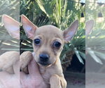 Small Chihuahua Mix