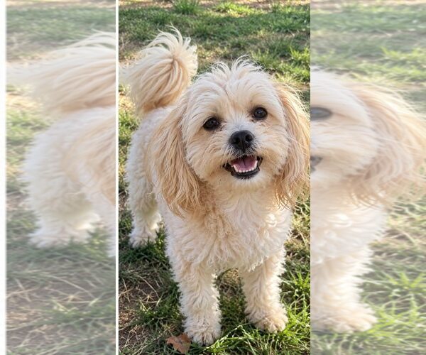 Medium Photo #1 Mal-Shi Puppy For Sale in Davis, CA, USA