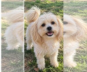 Mal-Shi Dogs for adoption in Davis, CA, USA