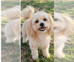 Diego - Male Mal-Shi Dog for Adoption - Small photo