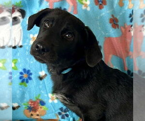 Retriever -Unknown Mix Dogs for adoption in Bristol, CT, USA