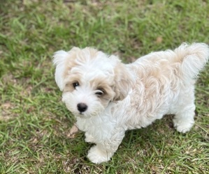 Maltipoo Dog for Adoption in WOODBINE, Georgia USA