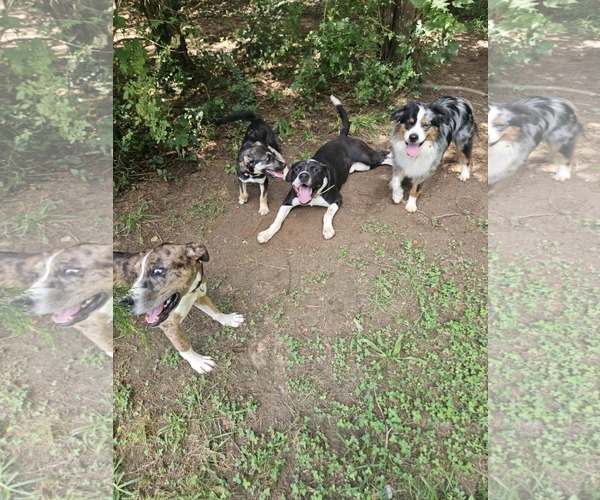 Medium Photo #2 Alaskan Malamute-American Staffordshire Terrier Mix Puppy For Sale in Spotsylvania, VA, USA