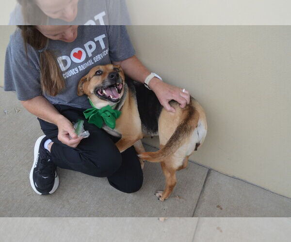 Medium Photo #4 Beagle-Unknown Mix Puppy For Sale in McKinney, TX, USA