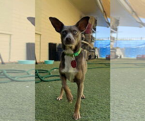 Chihuahua-Unknown Mix Dogs for adoption in Tempe , AZ, USA