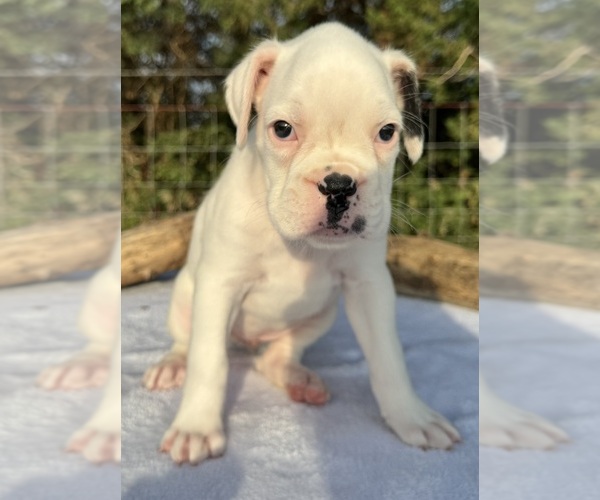 Medium Photo #6 Boxer Puppy For Sale in PAWNEE CITY, NE, USA