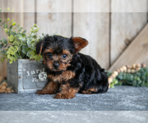 Medium Yorkshire Terrier