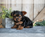 Puppy Fern Yorkshire Terrier