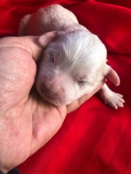 Medium Photo #2 Pyredoodle Puppy For Sale in LIBERTY, MS, USA