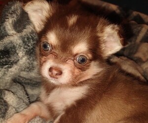 Chihuahua Puppy for sale in BRISTOL, CT, USA
