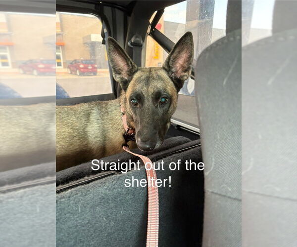 Medium Photo #4 German Shepherd Dog-Unknown Mix Puppy For Sale in Imlay City, MI, USA