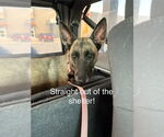 Small #3 German Shepherd Dog Mix