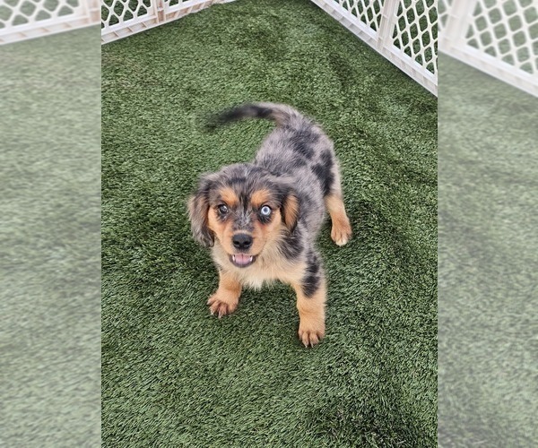 Medium Photo #10 Cavalier King Charles Spaniel-Miniature Australian Shepherd Mix Puppy For Sale in POMONA, CA, USA