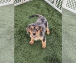 Puppy 3 Cavalier King Charles Spaniel-Miniature Australian Shepherd Mix