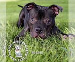 Small #1 American Pit Bull Terrier