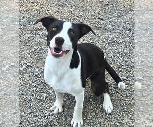 German Shorthaired Pointer-Unknown Mix Dogs for adoption in Salt Lake City, UT, USA