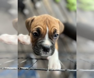 Boxer Puppy for sale in SAHUARITA, AZ, USA