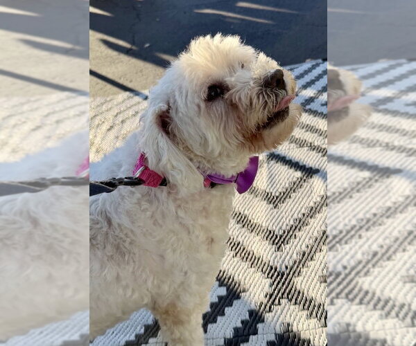 Medium Photo #3 Poodle (Miniature) Puppy For Sale in San Diego, CA, USA