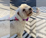 Small #2 Poodle (Miniature)